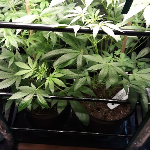 Unknown strain growlog timeline photo