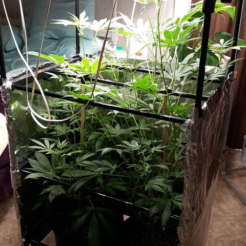 Unknown strain growlog timeline photo