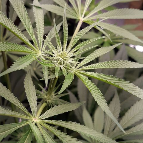 Unknown strain growlog timeline photo