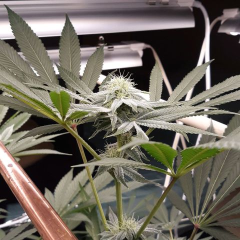 Unknown strain growlog timeline photo