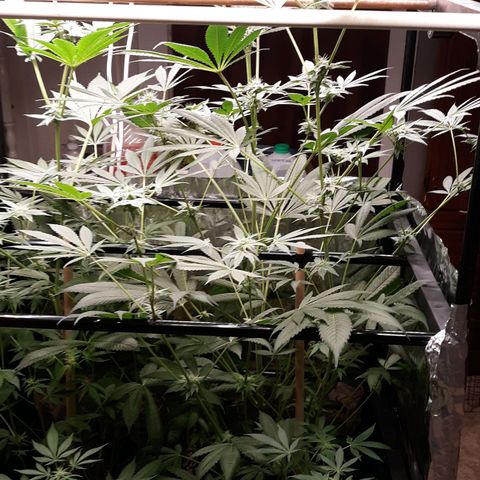 Unknown strain growlog timeline photo