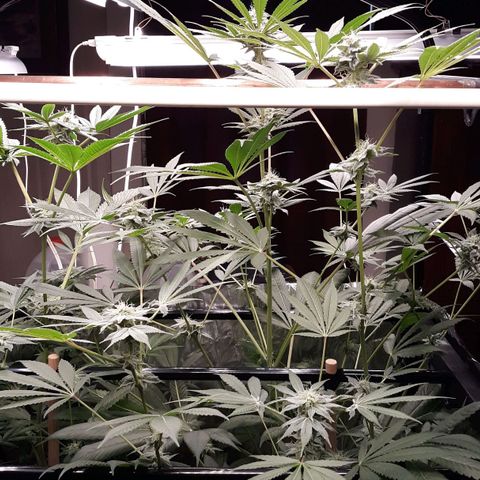 Unknown strain growlog timeline photo