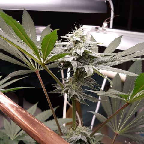 Unknown strain growlog timeline photo