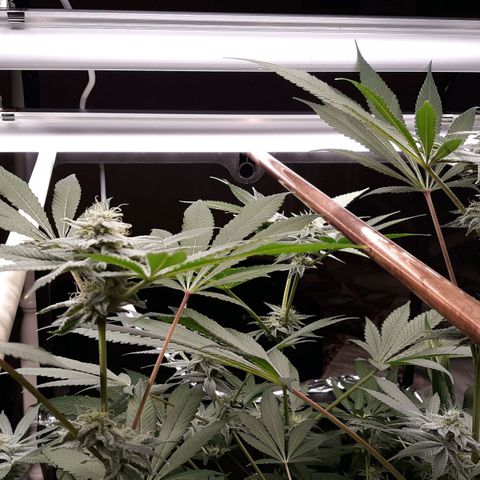Unknown strain growlog timeline photo