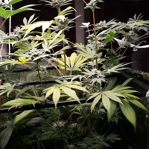 Unknown strain growlog timeline photo