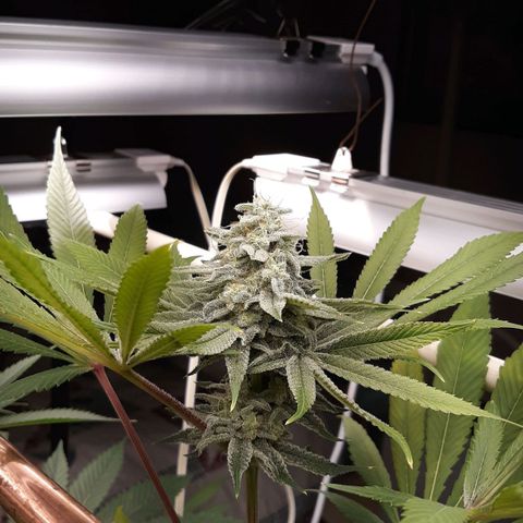 Unknown strain growlog timeline photo