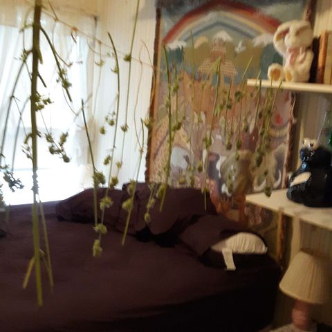 Unknown strain growlog photo: Large right plant