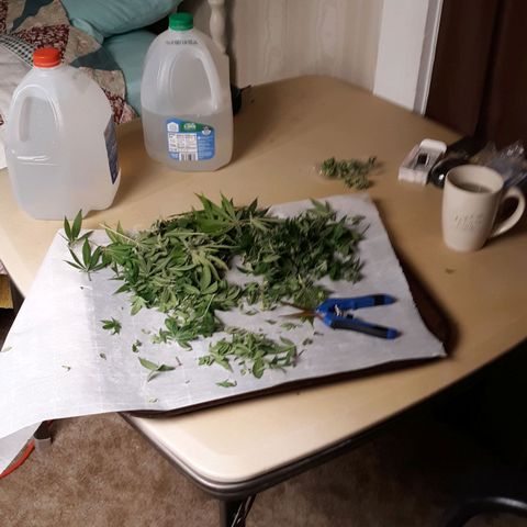 Unknown strain growlog timeline photo