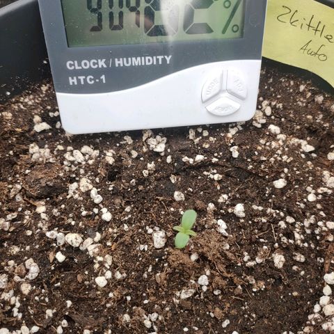 Zkittlez OG Auto growlog photo: 2cm
