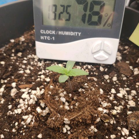 Zkittlez OG Auto growlog timeline photo