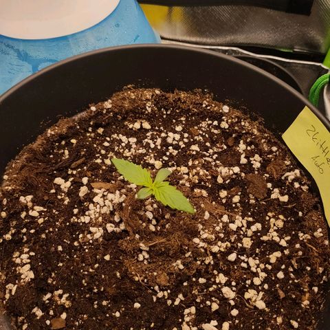Zkittlez OG Auto growlog timeline photo