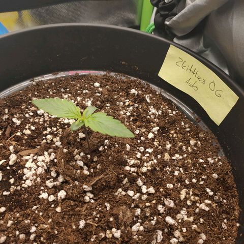 Zkittlez OG Auto growlog timeline photo
