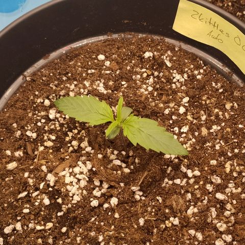 Zkittlez OG Auto growlog timeline photo