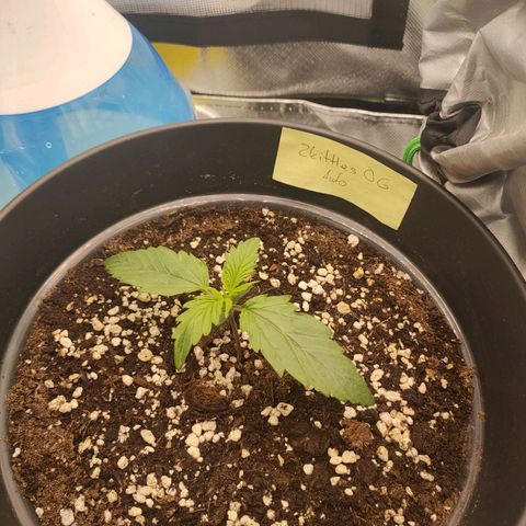 Zkittlez OG Auto growlog timeline photo