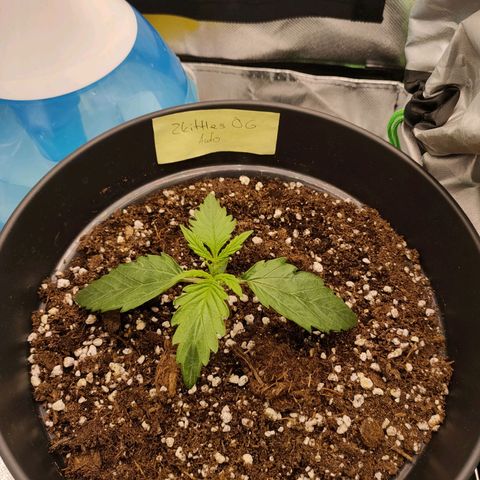 Zkittlez OG Auto growlog timeline photo