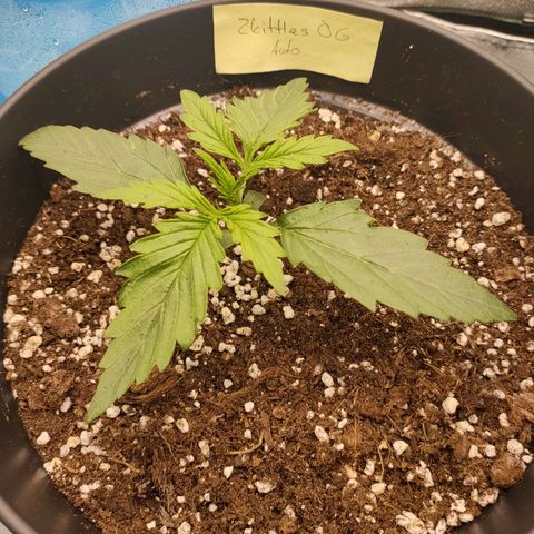 Zkittlez OG Auto growlog timeline photo