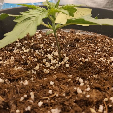Zkittlez OG Auto growlog timeline photo
