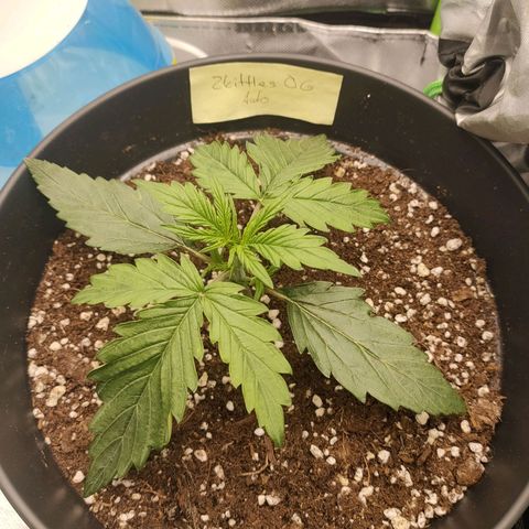 Zkittlez OG Auto growlog timeline photo