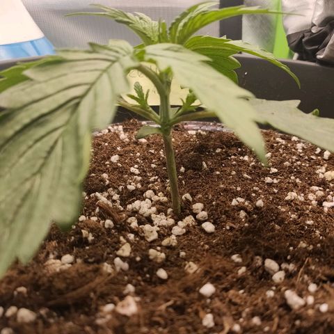 Zkittlez OG Auto growlog timeline photo