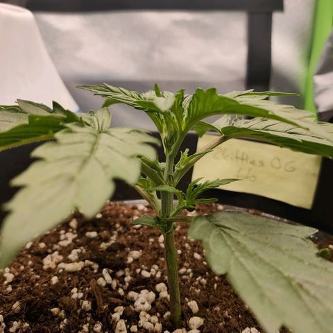 Zkittlez OG Auto growlog timeline photo