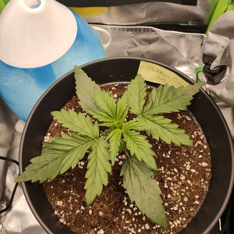 Zkittlez OG Auto growlog timeline photo