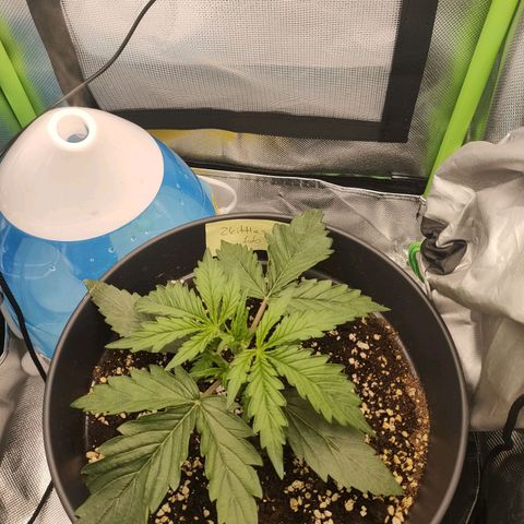 Zkittlez OG Auto growlog timeline photo