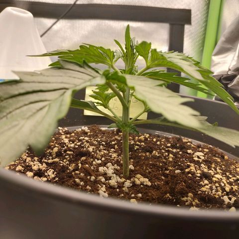 Zkittlez OG Auto growlog timeline photo