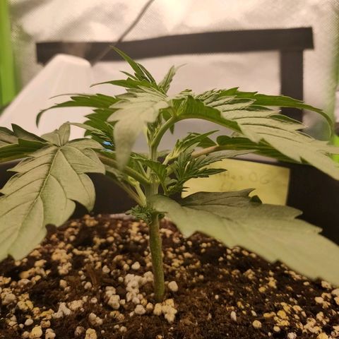 Zkittlez OG Auto growlog timeline photo