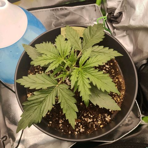 Zkittlez OG Auto growlog timeline photo