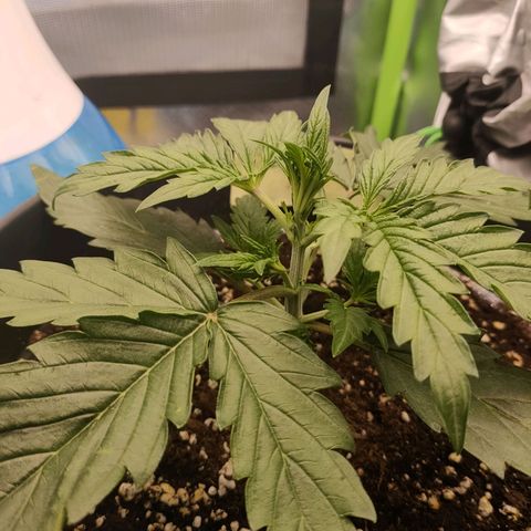 Zkittlez OG Auto growlog timeline photo
