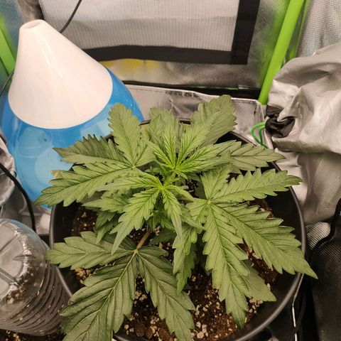 Zkittlez OG Auto growlog timeline photo
