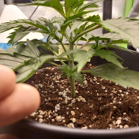 Zkittlez OG Auto growlog timeline photo