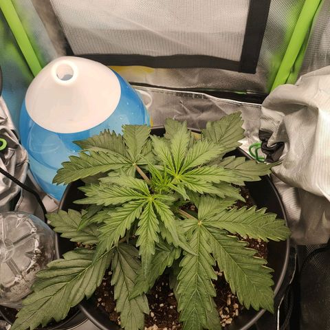 Zkittlez OG Auto growlog timeline photo