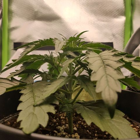 Zkittlez OG Auto growlog timeline photo