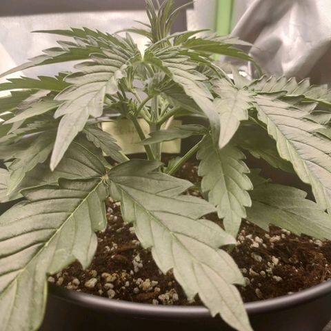 Zkittlez OG Auto growlog timeline photo