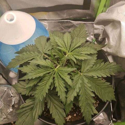 Zkittlez OG Auto growlog timeline photo