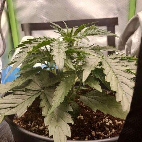 Zkittlez OG Auto growlog timeline photo