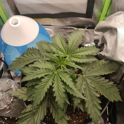 Zkittlez OG Auto growlog timeline photo