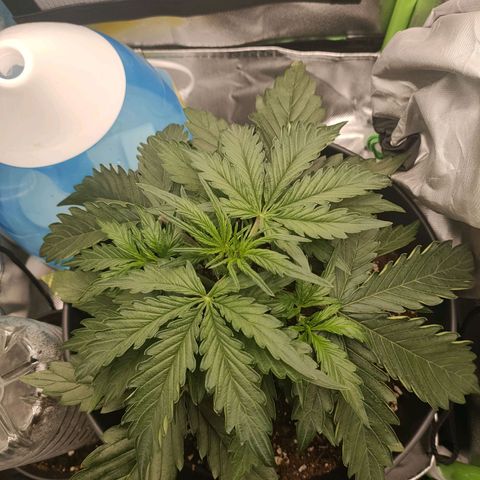 Zkittlez OG Auto growlog timeline photo