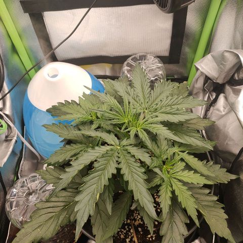 Zkittlez OG Auto growlog timeline photo