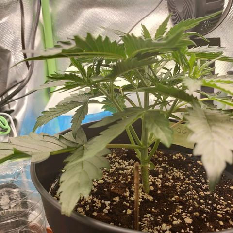 Zkittlez OG Auto growlog timeline photo
