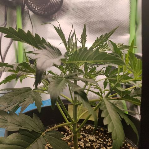 Zkittlez OG Auto growlog timeline photo