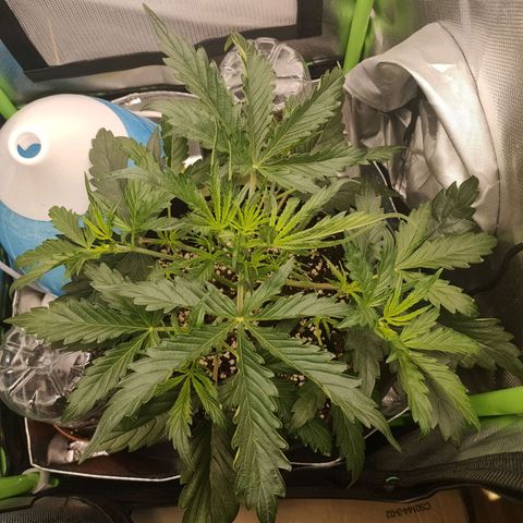 Zkittlez OG Auto growlog timeline photo