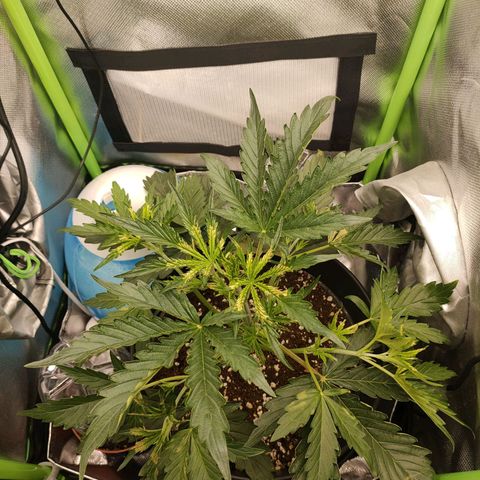 Zkittlez OG Auto growlog photo: Burnspots visible from too much sun, after moving outside due to high humidity. Was only outside for about an hour and a half. 