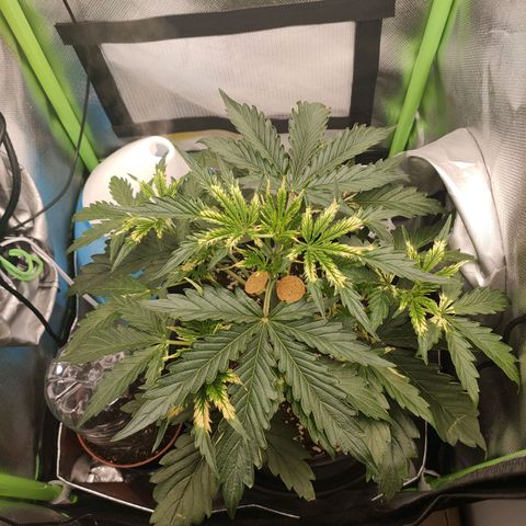 Zkittlez OG Auto growlog timeline photo