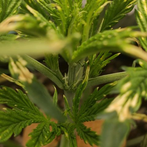 Zkittlez OG Auto growlog photo: First signs of flower 