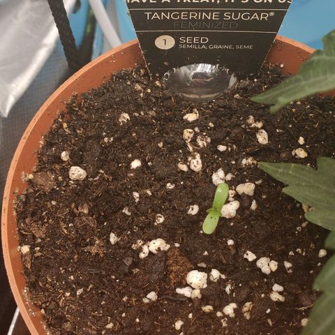 Tangerine Sugar growlog timeline photo