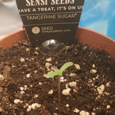 Tangerine Sugar growlog timeline photo