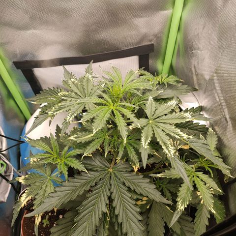 Zkittlez OG Auto growlog timeline photo