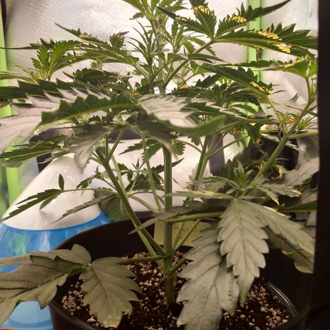 Zkittlez OG Auto growlog timeline photo